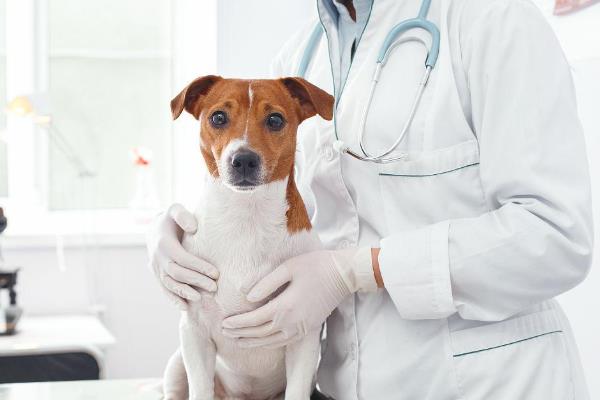 犬瘟能不能治好，及时治疗便能治好