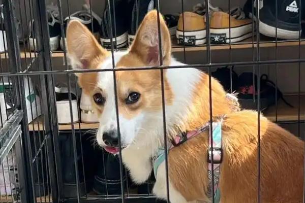 犬瘟能不能治好，及时治疗便能治好