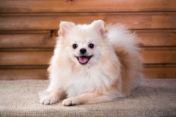 犬瘟能不能治好，及时治疗便能治好