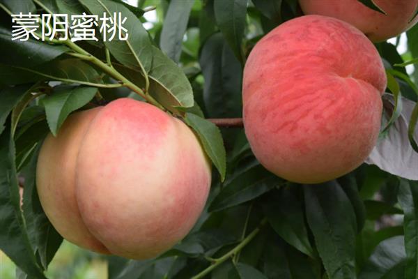山东蒙阴县的特产，有蒙阴蜜桃、八宝豆豉等