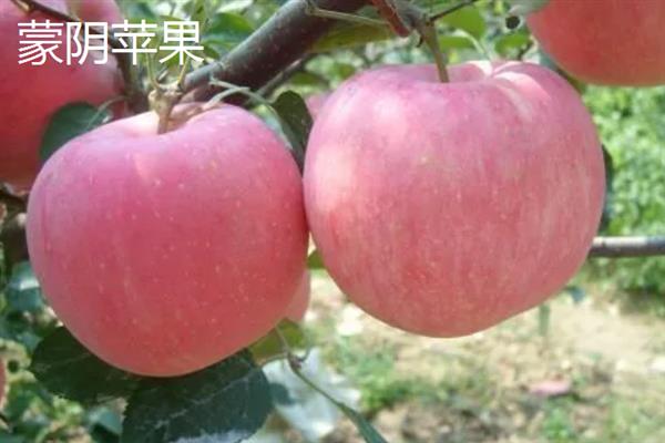 山东蒙阴县的特产，有蒙阴蜜桃、八宝豆豉等