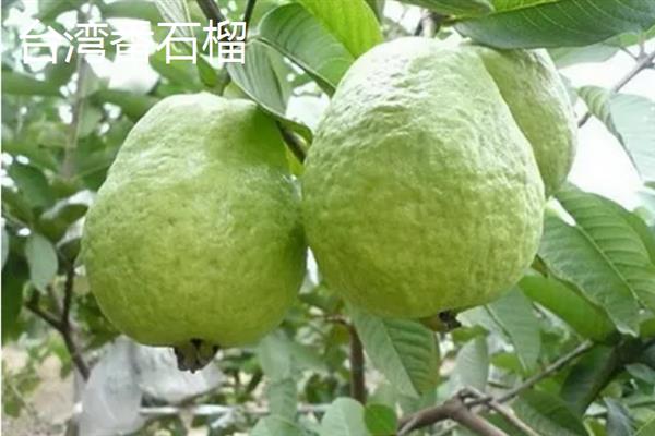 番石榴在哪个季节比较多，属于冬季的时令水果