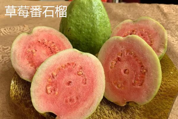 番石榴在哪个季节比较多，属于冬季的时令水果
