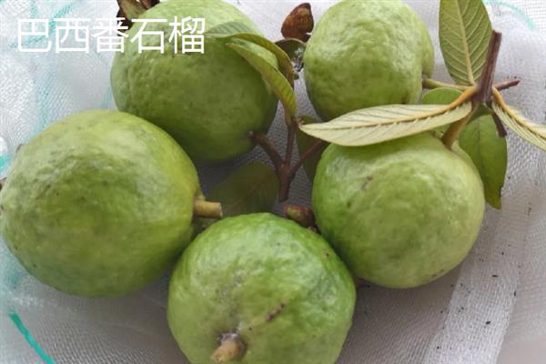 番石榴在哪个季节比较多，属于冬季的时令水果