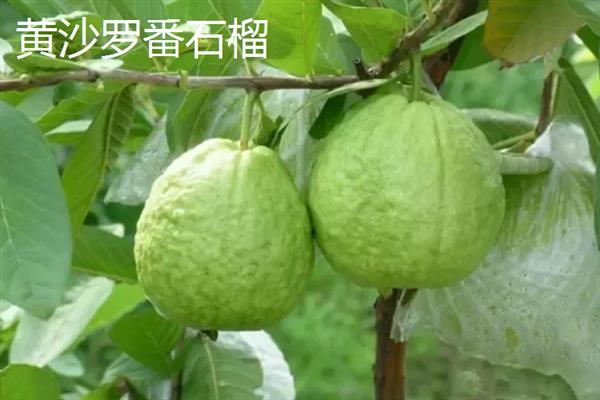 番石榴在哪个季节比较多，属于冬季的时令水果