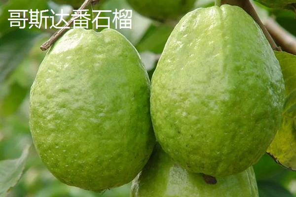 番石榴在哪个季节比较多，属于冬季的时令水果