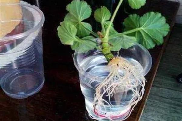 天竺葵怎么水培，每隔5天换一次水