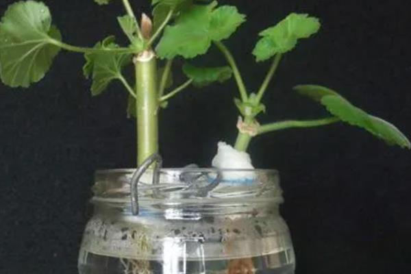天竺葵怎么水培，每隔5天换一次水