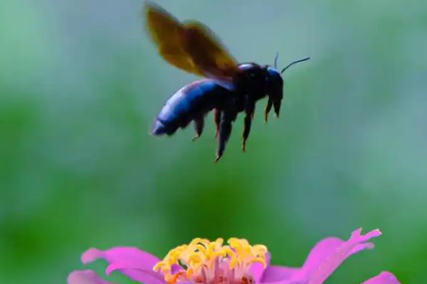 哪种黑蜂比虎头蜂还大，熊蜂、木蜂的体型均大于虎头蜂