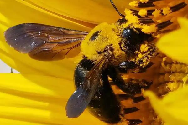 哪种黑蜂比虎头蜂还大，熊蜂、木蜂的体型均大于虎头蜂
