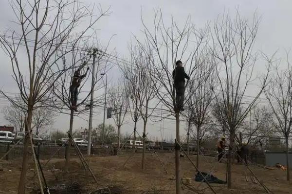 怎么养国槐，播种前育苗地需施足基肥
