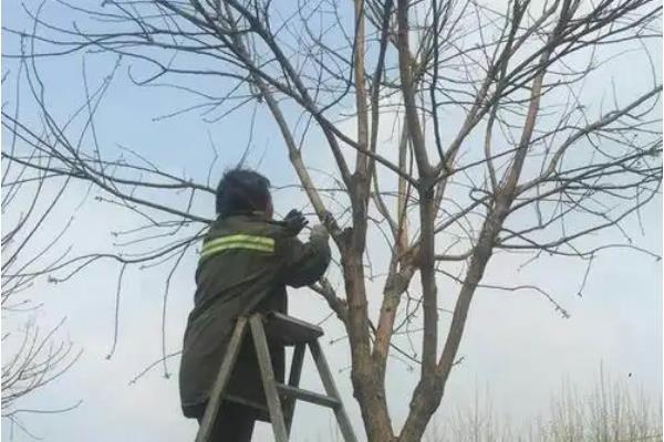 怎么养国槐，播种前育苗地需施足基肥
