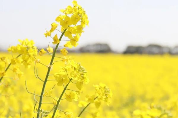 油菜花什么时候开花，一般在3-4月份开放