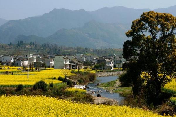 油菜花什么时候开花，一般在3-4月份开放