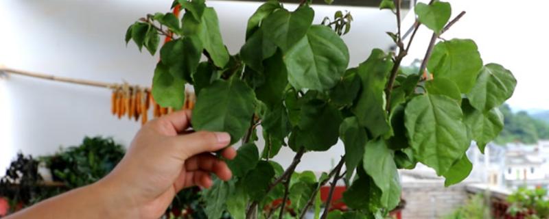 三角梅如何控水，根据植株的生长状态来控水