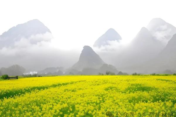 油菜花什么时候开花，一般在3-4月份开放