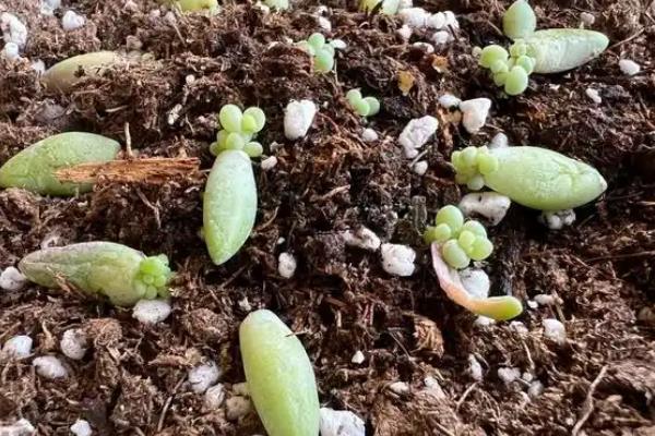 让新玉缀快速群生的方法，将温度保持在15-25℃可加快生长速度