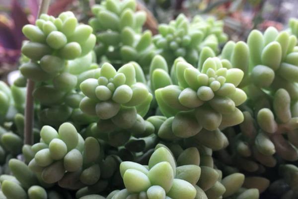让新玉缀快速群生的方法，将温度保持在15-25℃可加快生长速度
