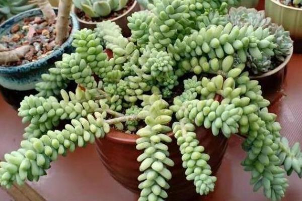 让新玉缀快速群生的方法，将温度保持在15-25℃可加快生长速度