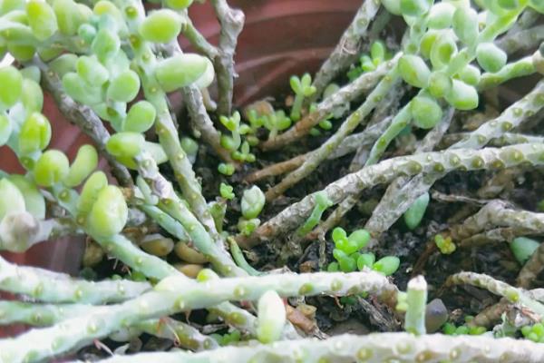让新玉缀快速群生的方法，将温度保持在15-25℃可加快生长速度