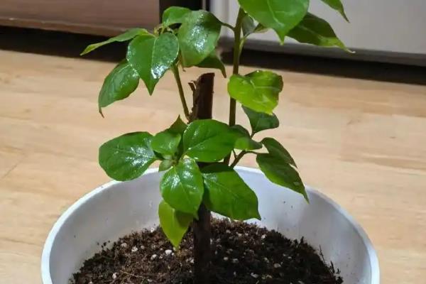 三角梅如何控水，根据植株的生长状态来控水