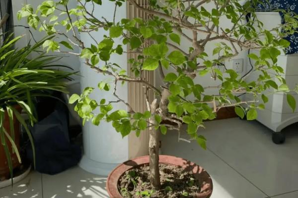 三角梅如何控水，根据植株的生长状态来控水