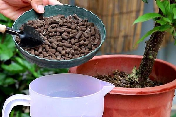 三角梅如何控水，根据植株的生长状态来控水