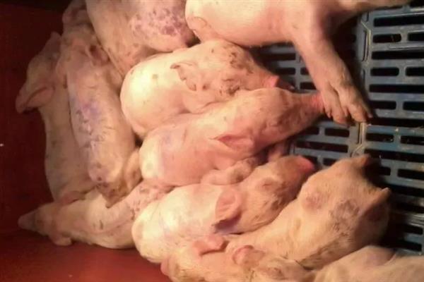 南方暴雨对养猪有什么影响，有可能会引发洪灾