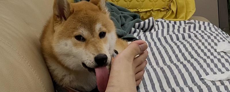 狗喜欢舔主人脚的原因，是在表达顺从、寻求注意等
