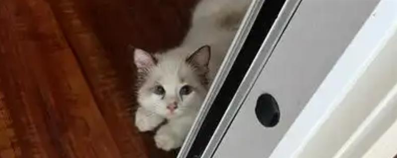 猫咪为什么躲在角落中，在新环境里面会感到焦虑