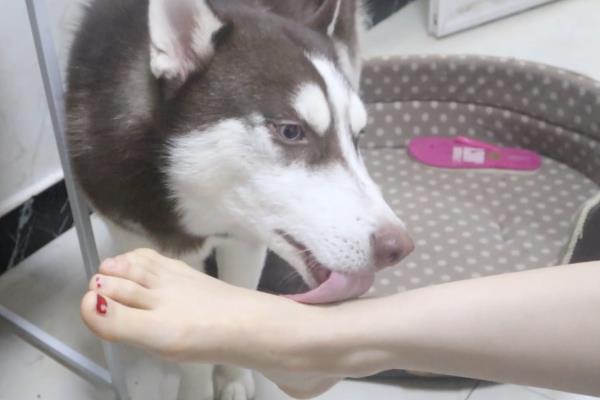 狗喜欢舔主人脚的原因，是在表达顺从、寻求注意等