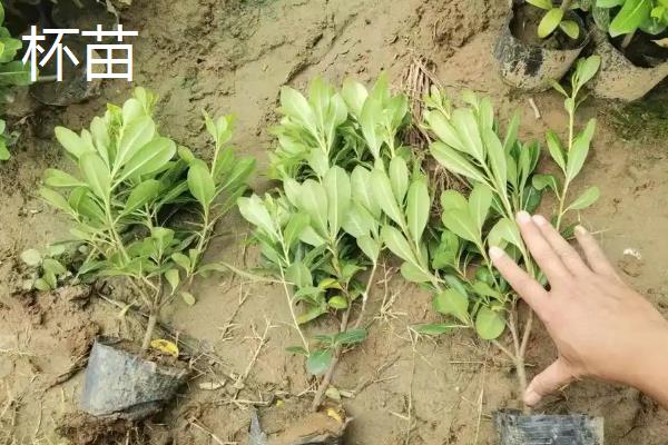 杯苗和地苗的区别，价格和生长速度均不同
