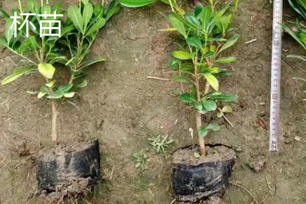 杯苗和地苗的区别，价格和生长速度均不同