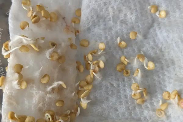 六月份种辣椒是不是很晚，温暖地区一年四季皆可播种