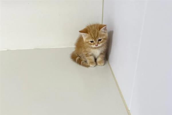 猫咪为什么躲在角落中，在新环境里面会感到焦虑