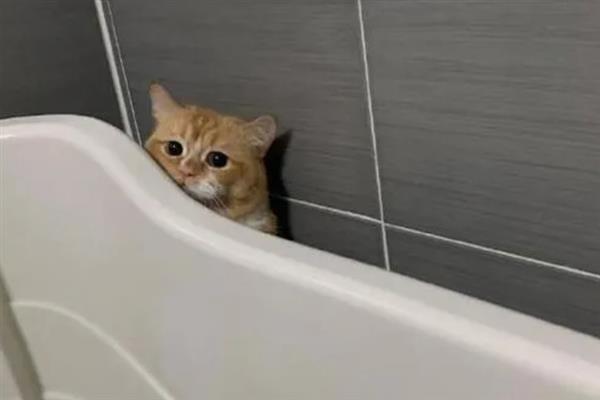 猫咪为什么躲在角落中，在新环境里面会感到焦虑