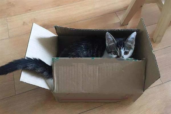 猫咪为什么躲在角落中，在新环境里面会感到焦虑