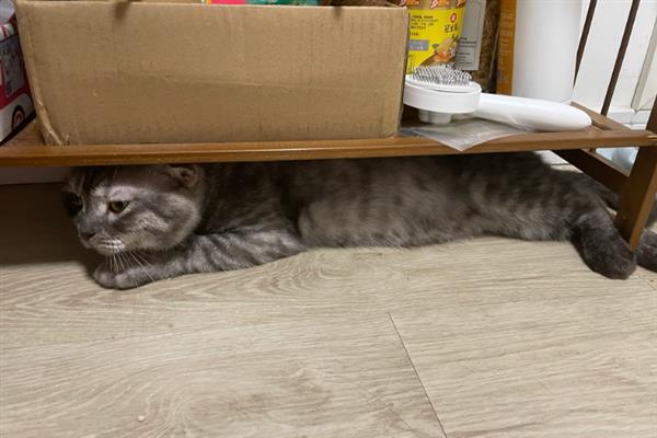 猫咪为什么躲在角落中，在新环境里面会感到焦虑