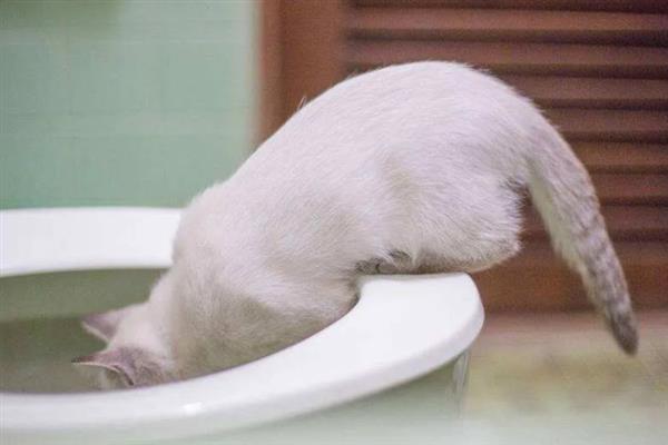 猫咪为什么躲在角落中，在新环境里面会感到焦虑