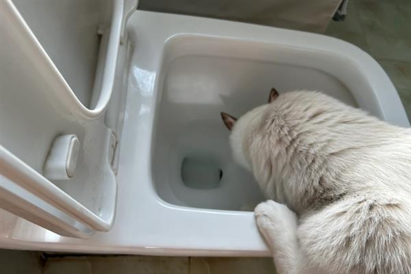 猫咪为什么躲在角落中，在新环境里面会感到焦虑