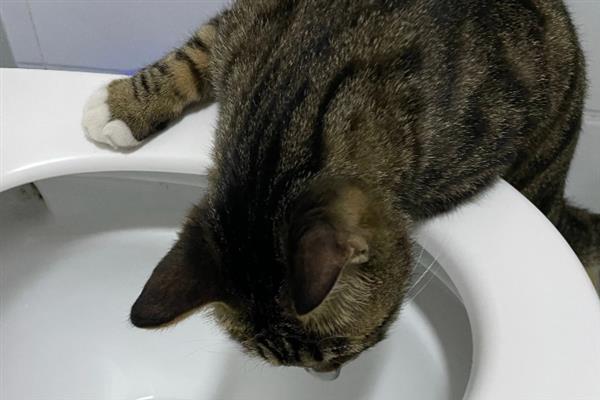 猫咪为什么躲在角落中，在新环境里面会感到焦虑