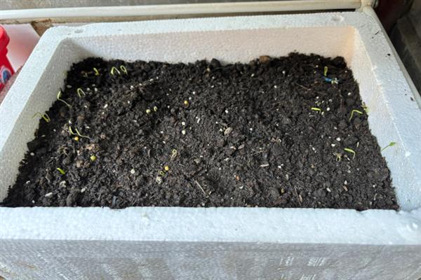 怎么种植香菜，浸泡种子后再撒播