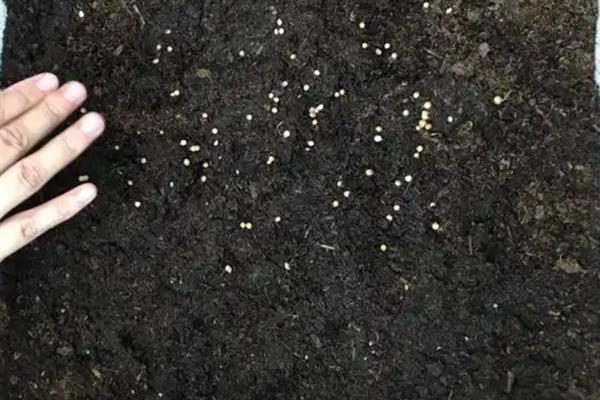 怎么种植香菜，浸泡种子后再撒播