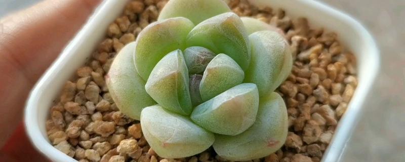 怎么养殖多肉冰玉，冬季光照柔和时要接受全日照