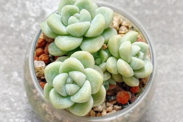 怎么养殖多肉冰玉，冬季光照柔和时要接受全日照