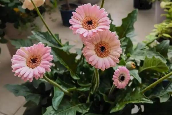 非洲菊的修剪方法，剪除早期形成的花蕾可让花枝健康生长