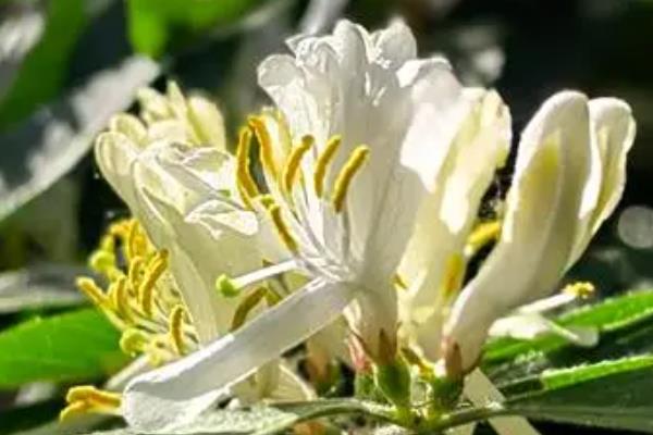 忍冬花被叫做忍冬的原因，新枝叶在冬季也不会掉落