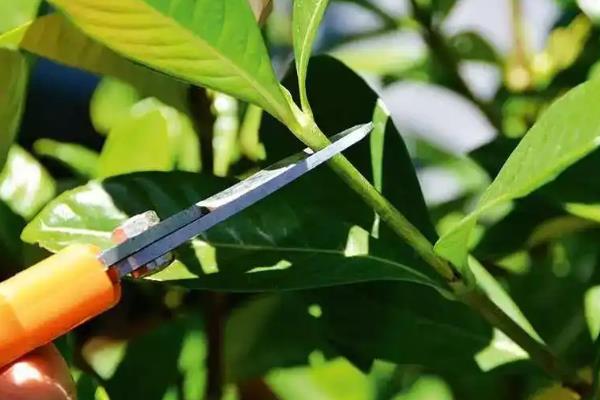 忍冬花被叫做忍冬的原因，新枝叶在冬季也不会掉落
