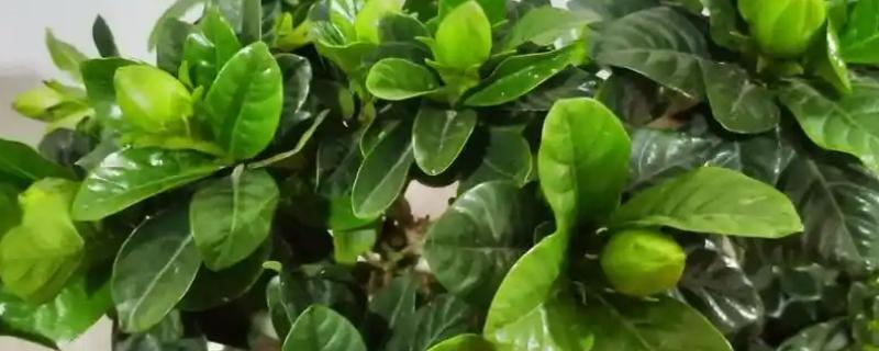 栀子花上面的白盐霜是什么东西，可能是白粉虱、蚧壳虫或发生了白粉病