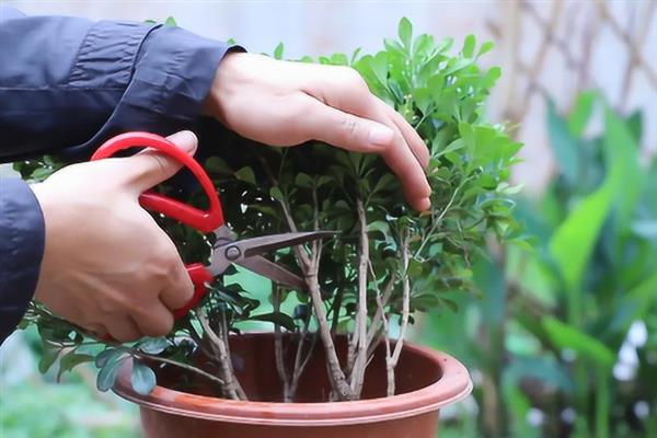 米兰花的家庭养法，喜欢比较热的位置生长